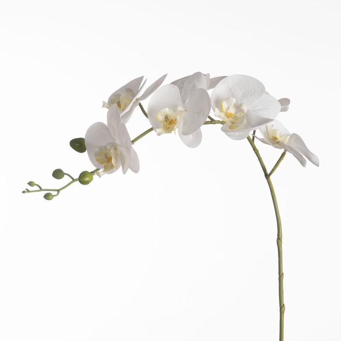 Af Phalaenopsis X9 106cm White