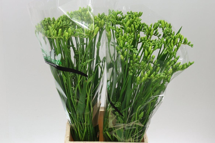 <h4>Fr Du Versailles</h4>