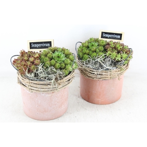 arr4 Semp JS - Terro pot wilg rand 306/6