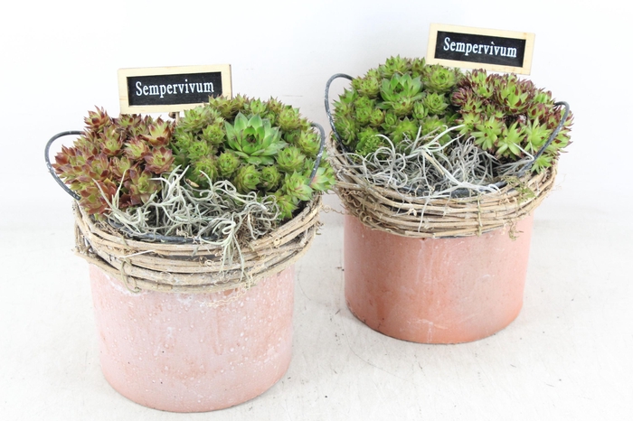 <h4>arr4 Semp JS - Terro pot wilg rand 306/6</h4>