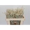 Amaranthus Yearming Desert