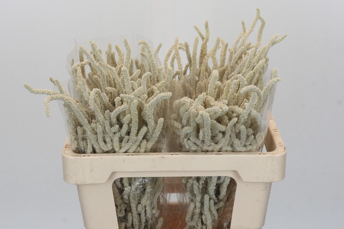 <h4>Amaranthus Yearming Desert</h4>