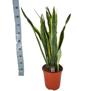 Sansevieria Laurentii 24 cm