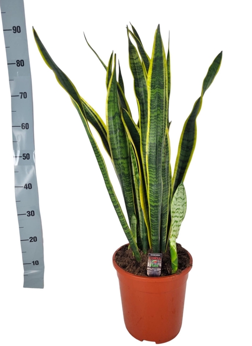 <h4>Sansevieria Laurentii 24 cm</h4>