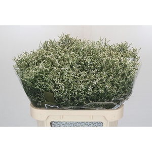 Limonium sinensis Clear Diamond