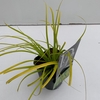 Carex oshimensis Evercolor Everillo