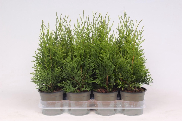 <h4>Thuja Smaragd</h4>