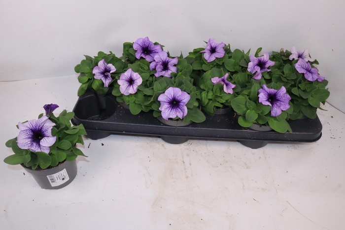 Petunia Blauw