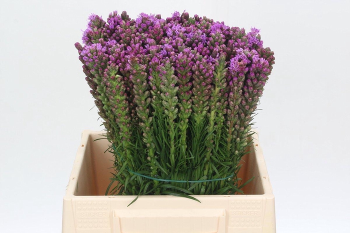 <h4>Liatris Spicata</h4>