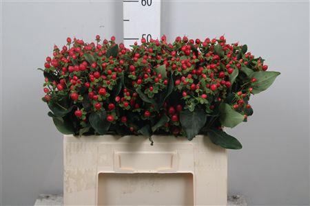 <h4>Hyp Coco Fiesta</h4>