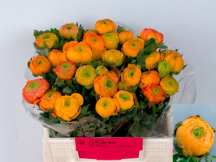 <h4>RAN EL ORANGE</h4>