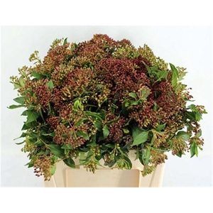 Viburnum Met Bes Bos