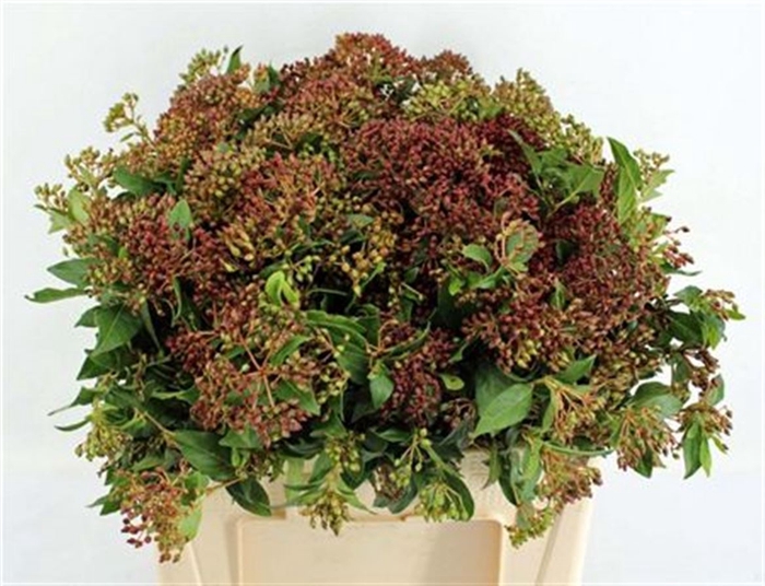 <h4>Viburnum Met Bes Bos</h4>
