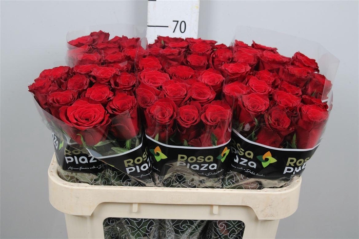 <h4>R Gr Monte Carlo</h4>