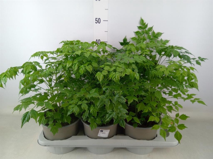 <h4>Radermachera sinica</h4>