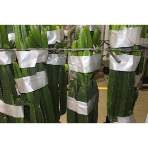 CACTUS EUPHORBIA MANDACARU P30