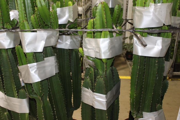 <h4>CACTUS EUPHORBIA MANDACARU P30</h4>