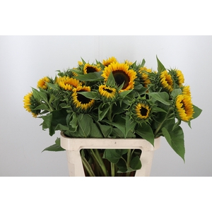 Helianthus Sunrich Orang