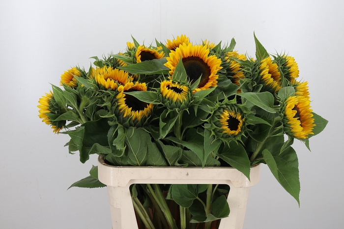 <h4>Helianthus Sunrich Orang</h4>