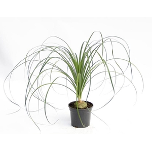 BEAUCARNEA P11