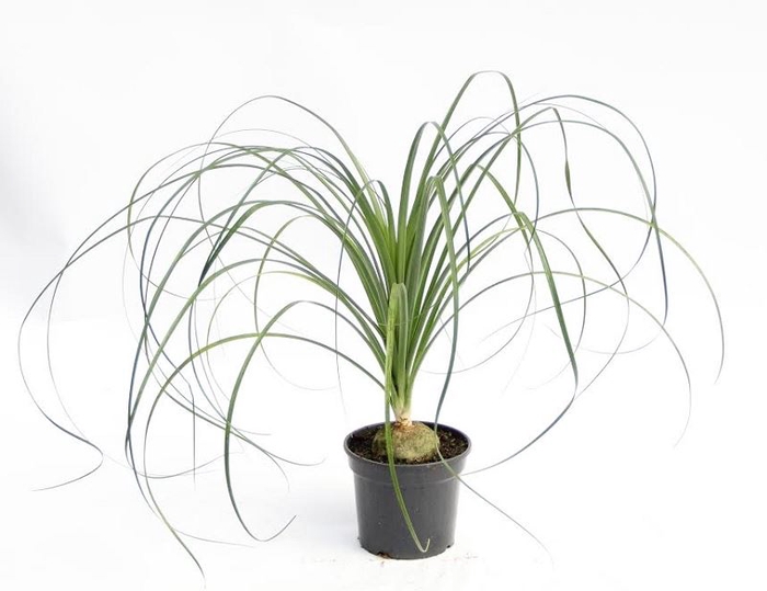 <h4>BEAUCARNEA P11</h4>