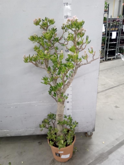 <h4>Crassula ovata 'Hobbit'</h4>