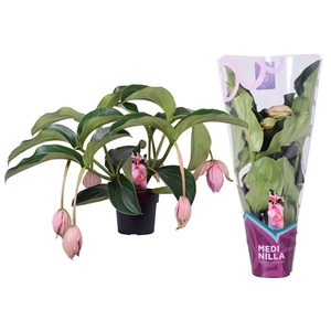 Medinilla Magnifica 2 etage 5 knop in exclusieve hoes