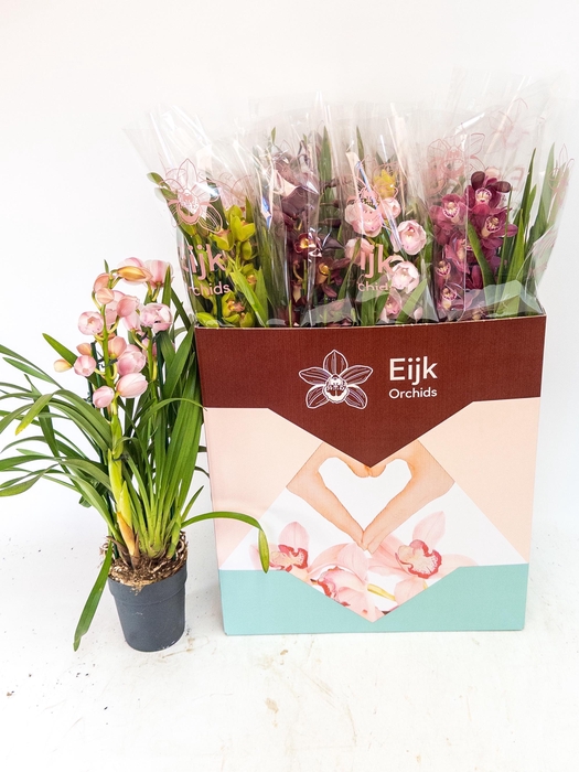 <h4>CYMB GEMENGD</h4>