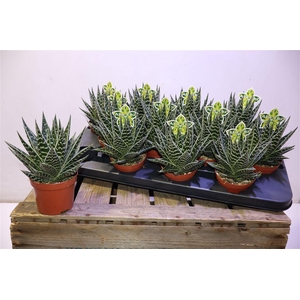 arr8 Aloe Tiki Tahi