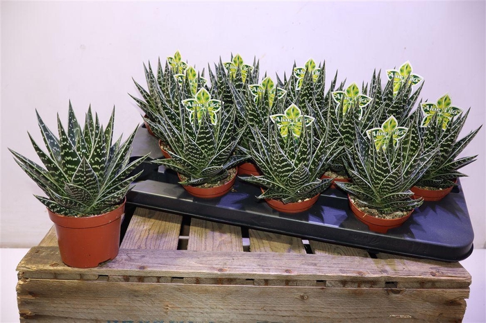 <h4>arr8 Aloe Tiki Tahi</h4>