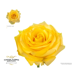 Rosa Garden Super Sun