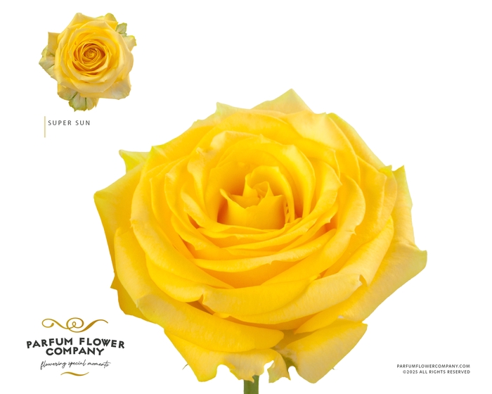 <h4>Rosa Garden Super Sun</h4>