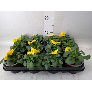 Viola wr. 'Colossus Yellow Blotch'