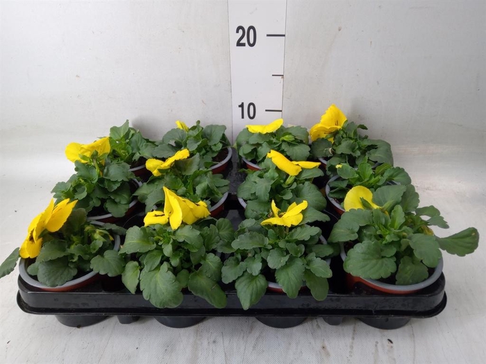 <h4>Viola wr. 'Colossus Yellow Blotch'</h4>