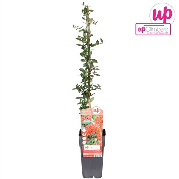 <h4>Pyracantha coccinea Red Column P15</h4>