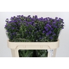 Aster Baby Parade