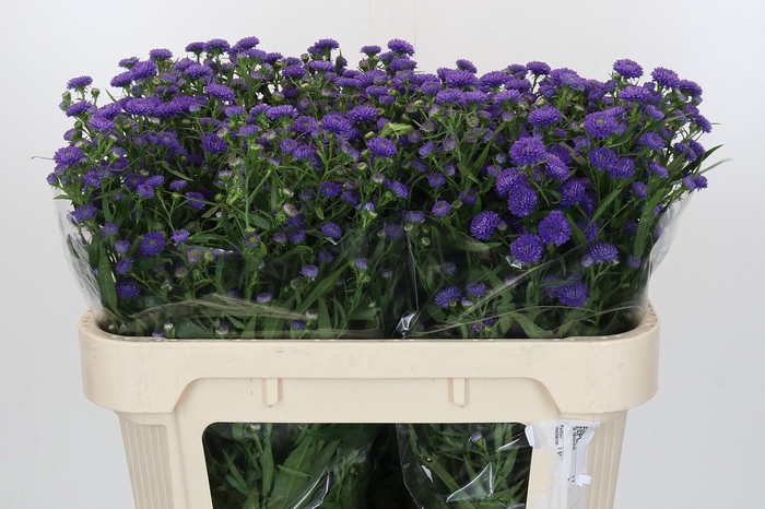 <h4>Aster Baby Parade</h4>
