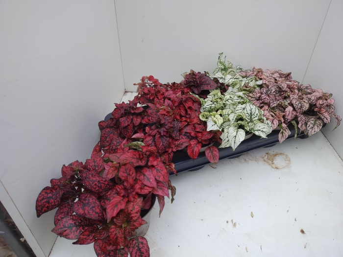 <h4>HYPOEST GEM</h4>