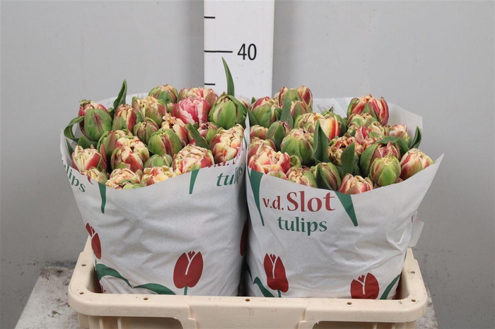 <h4>Tu Du Coventry</h4>