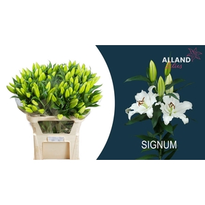 Li Or Signum 4+