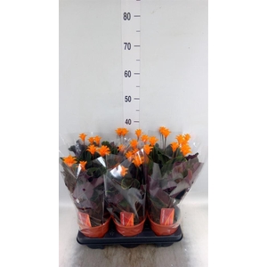Calathea crocata