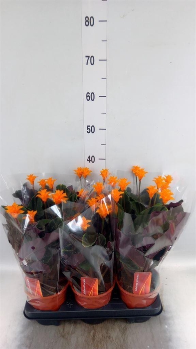 <h4>Calathea crocata</h4>