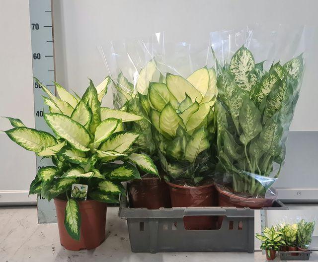 <h4>DIEFF MIX P19</h4>