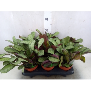 Ctenanthe burle-marxii 'Amagris'