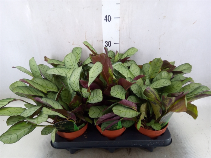 <h4>Ctenanthe burle-marxii 'Amagris'</h4>