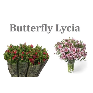Ran Butterfly Lycia