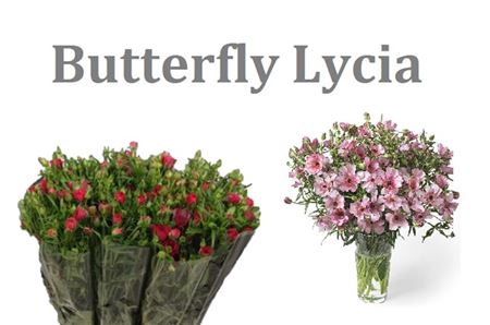 <h4>Ran Butterfly Lycia</h4>