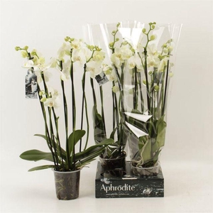 !! PROMO !! PHAL WHITE 6 TAK X4