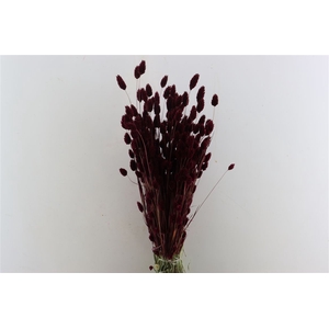 Dried Phalaris X5 Bordeaux Bunch