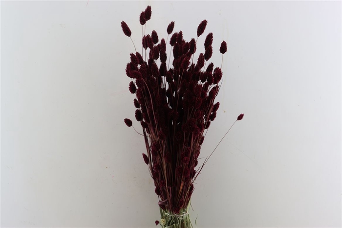 <h4>Dried Phalaris X5 Bordeaux Bunch</h4>